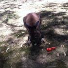 Прикрепленное изображение: kangoo.jpg