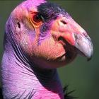 Прикрепленное изображение: 9976a580e27a380b296297fbbbbc70f6_i-888.jpg