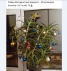 Прикрепленное изображение: Елка из столетника.jpg