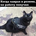 Прикрепленное изображение: Котик наврал в резюме.jpg