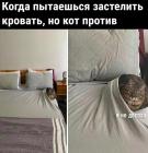 Прикрепленное изображение: Котик не доспал.jpg