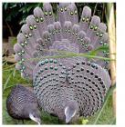 Прикрепленное изображение: Серый павлин.jpg