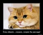 Прикрепленное изображение: Скорее бы рассада.jpg