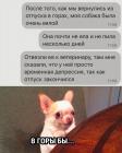 Прикрепленное изображение: Собака вернулась из отпуска.jpg