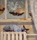 Прикрепленное изображение: N8pjftvZ9kY.jpg