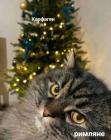 Прикрепленное изображение: Римляне и Карфаген.jpg