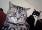 Прикрепленное изображение: котис.jpg