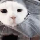 Прикрепленное изображение: doc5057566_491511216_1.jpg