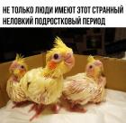 Прикрепленное изображение: 65LIB7tctAg.jpg