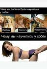 Прикрепленное изображение: Научиться у собак.jpg