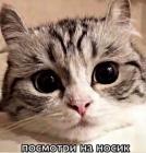 Прикрепленное изображение: Посмотри на носик.jpg