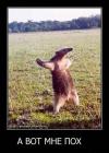 Прикрепленное изображение: а вот мне похуй_18507e56-.JPG