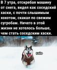 Прикрепленное изображение: Хаски соседский.jpg