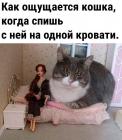Прикрепленное изображение: Кошка на одгой кровати.jpg