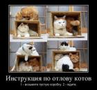 Прикрепленное изображение: Инструкция по отлову котов.jpg