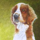 Прикрепленное изображение: Spaniel.jpg