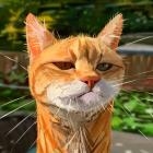 Прикрепленное изображение: karikatury-6.jpg