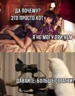 Прикрепленное изображение: Просто кот.jpg