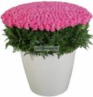 Прикрепленное изображение: image.jpg