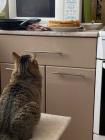 Прикрепленное изображение: Котик и блины.jpg