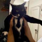 Прикрепленное изображение: Кот Котиса.jpg