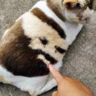 Прикрепленное изображение: Кошка Прохожего.jpg