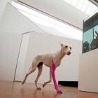 Прикрепленное изображение: Пьер Юиг (Собака с розовой лапой).jpg