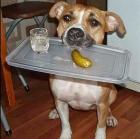 Прикрепленное изображение: 99105975_sobaka-drug-cheloveka.jpg