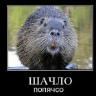 Прикрепленное изображение: шачло 28afyzotud9p.jpg