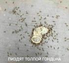 Прикрепленное изображение: image.jpeg