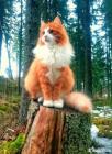 Прикрепленное изображение: lesnaya-norvezhskaya_54318.jpg