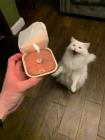 Прикрепленное изображение: 1648790831.jpg