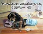 Прикрепленное изображение: Новые тапки.jpg