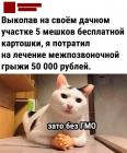 Прикрепленное изображение: 5 мешков бесплатной картошки.jpg