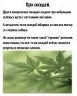 Прикрепленное изображение: Японский клен.jpg