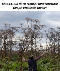 Прикрепленное изображение: Русские пальмы.jpg