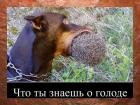 Прикрепленное изображение: golod_85877.jpg