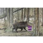 Прикрепленное изображение: Даниил Кудряшов, Метнулся кабанчиком, 2025.jpg