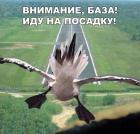 Прикрепленное изображение: Гусь на посадку.jpg