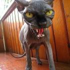 Прикрепленное изображение: 8aDZx8LVPzA.jpg