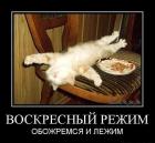 Прикрепленное изображение: Котик на воскресном режиме.jpg