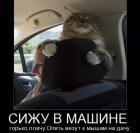 Прикрепленное изображение: Везут к мышам на дачу.jpg