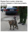 Прикрепленное изображение: Мурзик в шоке.jpg