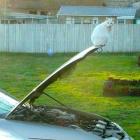 Прикрепленное изображение: котик на капоте.jpg