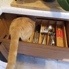 Прикрепленное изображение: Котик в посудном ящике.jpg