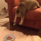 Прикрепленное изображение: Котик и миска корма.jpg