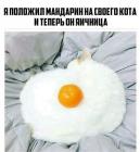 Прикрепленное изображение: Мандарин на кота.jpg