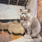 Прикрепленное изображение: Котик в хлеву.jpg