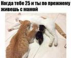Прикрепленное изображение: Котик живет с мамой в 25.jpg