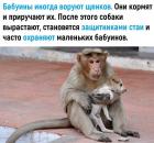 Прикрепленное изображение: Бабуины воруют щенков.jpg